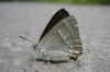 Purple Hairstreak 3 