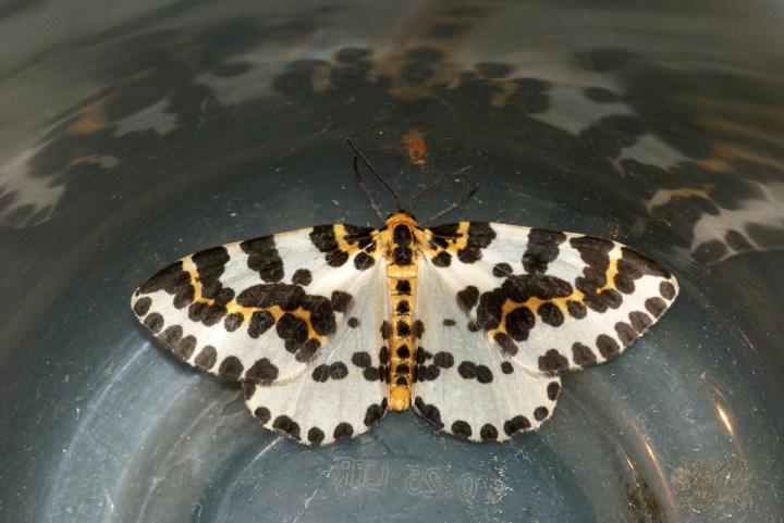 Magpie Moth 4 Copyright: Ben Sale