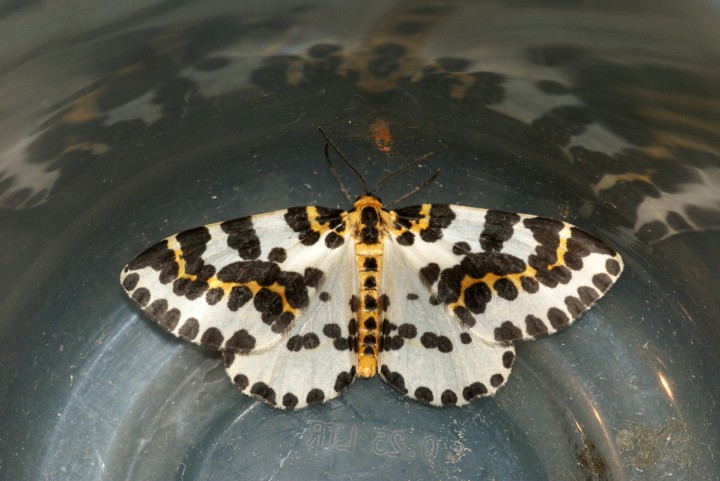 Magpie Moth 4 Copyright: Ben Sale