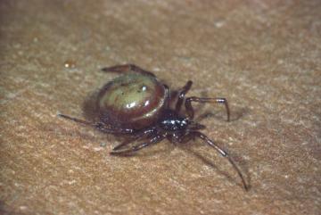 Steatoda bipunctata Copyright: Peter Harvey