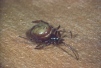 Steatoda bipunctata Copyright: Peter Harvey