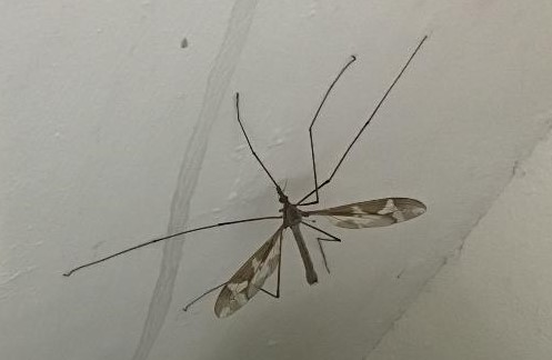 Crane Fly Copyright: Patricia Moxey