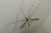 Crane Fly 