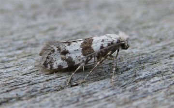 Scythropia crataegella. Copyright: Stephen Rolls