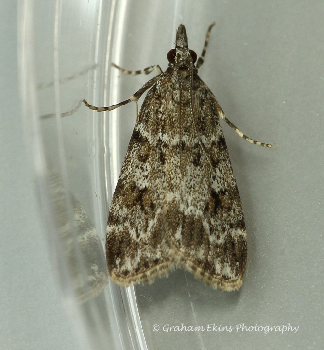 Scoparia ambigualis Copyright: Graham Ekins