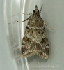 Scoparia ambigualis