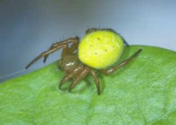 Araniella inconspicua Copyright: Peter Harvey