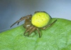 Araniella inconspicua Copyright: Peter Harvey