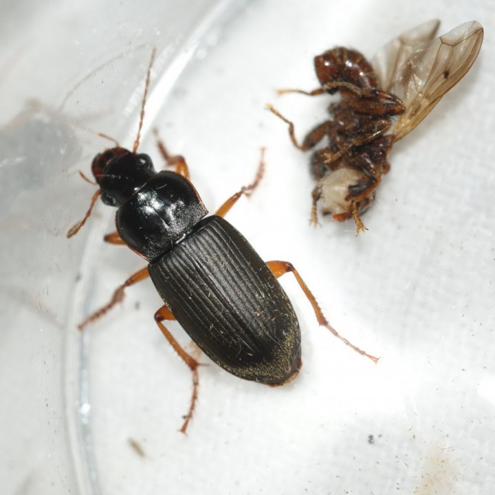 Harpalus rufipes Copyright: Robert Smith