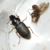 Harpalus rufipes