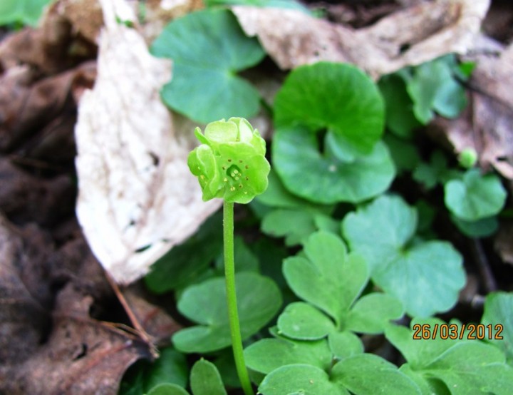 Moschatel Copyright: Graham Smith