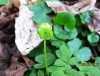 Moschatel 