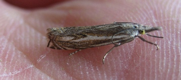 Crambus lathoniellus. Copyright: Stephen Rolls