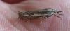 Crambus lathoniellus. Copyright: Stephen Rolls