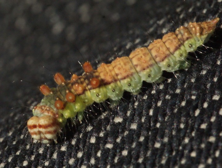 Pebble Hook-tip larvae Copyright: Robert Smith
