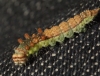 Pebble Hook-tip larvae 