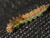 Pebble Hook-tip larvae