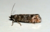 Spotted Shoot Moth (Rhyacionia pinivorana) Copyright: Ben Sale