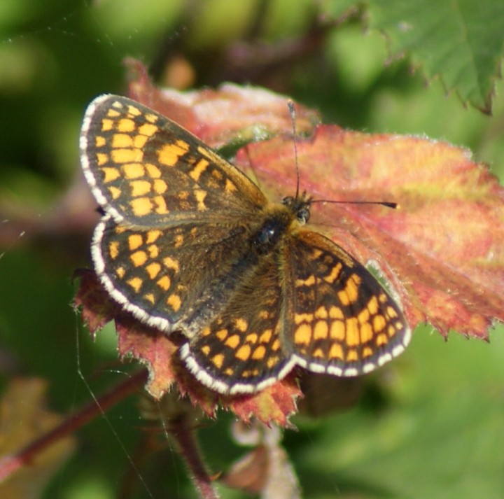 Heath Fritillary (2nd brood female) Copyright: Robert Smith