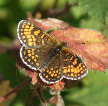 Heath Fritillary (2nd brood female) Copyright: Robert Smith