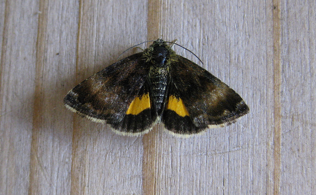 Small Yellow Underwing Copyright: Stephen Rolls