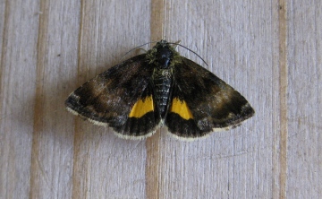 Small Yellow Underwing Copyright: Stephen Rolls