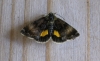 Small Yellow Underwing Copyright: Stephen Rolls