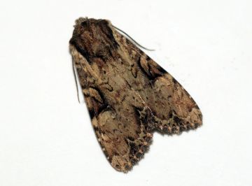 Clouded-bordered Brindle Copyright: Ben Sale