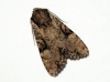 Clouded-bordered Brindle 