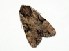 Clouded-bordered Brindle