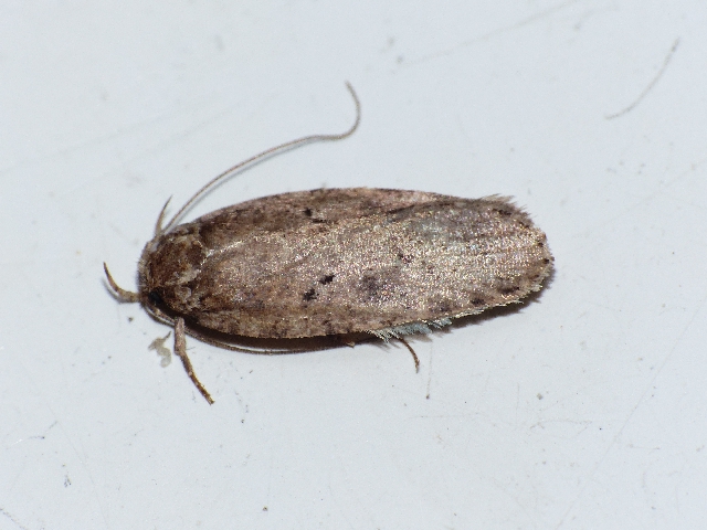 Agonopterix scopariella Copyright: Peter Furze