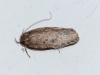 Agonopterix scopariella