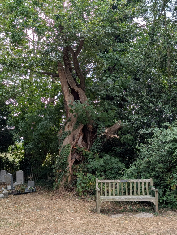 Hutton Ancient Tree in Churchyard 19 August 2025 Copyright: William George