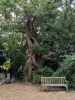 Hutton Ancient Tree in Churchyard 19 August 2025