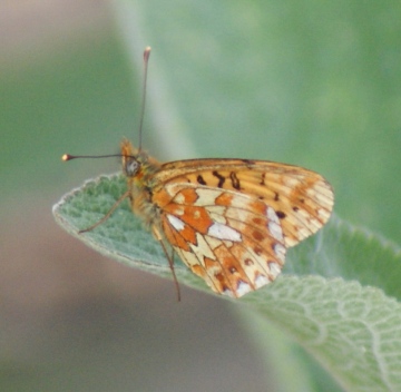 underside Copyright: Robert Smith