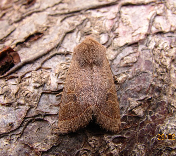 Orthosia cerasi Copyright: Graham Smith