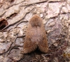 Orthosia cerasi Copyright: Graham Smith