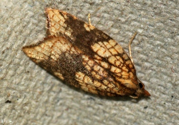 Acleris rhombana 3 Copyright: Ben Sale