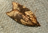 Acleris rhombana 3 Copyright: Ben Sale