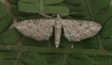 Yarrow Pug Eupithecia millefoliata Copyright: Graham Ekins