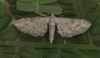 Yarrow Pug Eupithecia millefoliata 