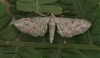 Yarrow Pug Eupithecia millefoliata Copyright: Graham Ekins