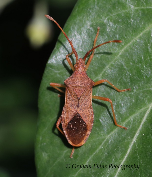 Gonocerus acuteangulatus 3 Copyright: Graham Ekins