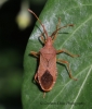 Gonocerus acuteangulatus 3