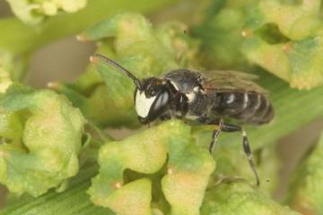 Hylaeus signatus Copyright: Peter Harvey