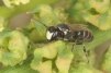 Hylaeus signatus