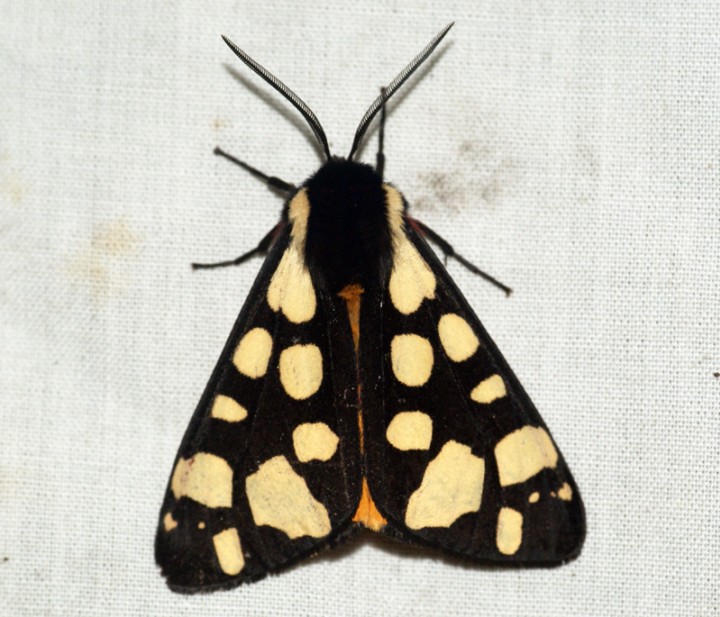 Cream-spot Tiger Moth 2 Copyright: Ben Sale