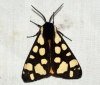 Cream-spot Tiger Moth 2 