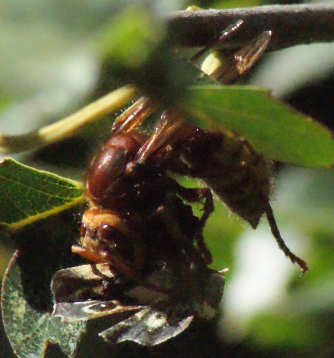 Hornet consuming Speckled Wood Copyright: Robert Smith