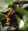 Hornet consuming Speckled Wood 